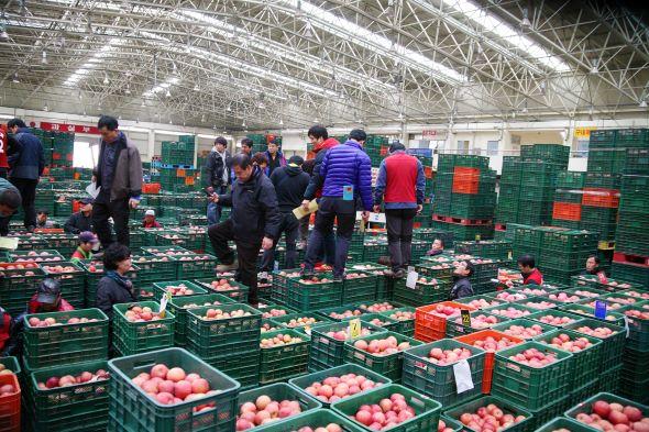 NSP통신-안동시농수산물도매시장 병오년 1일부터 3일까지 3일간 신정 정기휴장 실시, 수산부류 시장은 신정인 1일 오전만 휴장한 뒤 12시부터 개장, 경매는 5일 오전 8시부터 재개, 청과부류(과일·채소류) 중도매인 점포는 자율 영업 (사진 = 안동시)