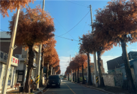 [NSP PHOTO]광양시, 신재로 가로수 전정으로 시민 안전확보‧생활불편 해소