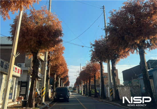 NSP통신-인서6길 메타세쿼이아 가로수 전정 완료 구간 (사진 = 광양시청)