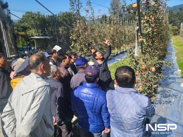 NSP통신-시 관계자가 사과 재배 현장 컨설팅에서 사과 재배 농업인들을 대상으로 사과 수형 기술 교육을 진행하고 있다 (사진 = 순천시)