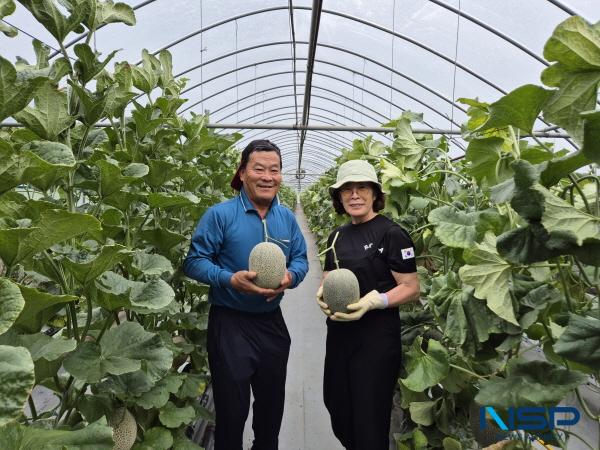 NSP통신-구미시가 황제가 먹던 멜론으로 알려진 하미과 멜론을 전략작목으로 육성한 결과 2025년 봄·여름 두 차례 작형에서 총 188톤을 생산하며 약 6억2천만 원의 농가 소득을 창출했다. (사진 = 구미시)
