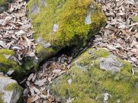 [NSP PHOTO]의성 빙계계곡, 온혈지대 최초 확인