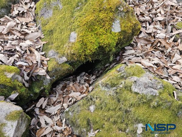 NSP통신-의성군은 지난 7일 일본 풍혈 네트워크 연구진과의 국제 학술교류 과정에서 빙계계곡 일원에서 기존에 공식 보고되지 않았던 온혈 지대를 확인했다고 밝혔다. (사진 = 의성군)
