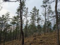 [NSP PHOTO]안동시, 소나무재선충병 확산 억제 다각도 대응