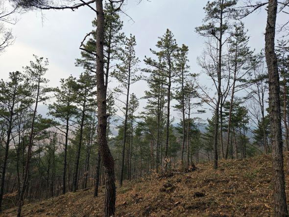 NSP통신-안동시 확산 빠른 재선충병에 방제사업 다각화 대응, 솎아베기 형식의 재선충병 방제사업 205ha 완료, 4월까지 고사목 제거․예방 나무주사 등 실시, 수종전환 방제사업 대상지 연중 검토 (사진 = 안동시)