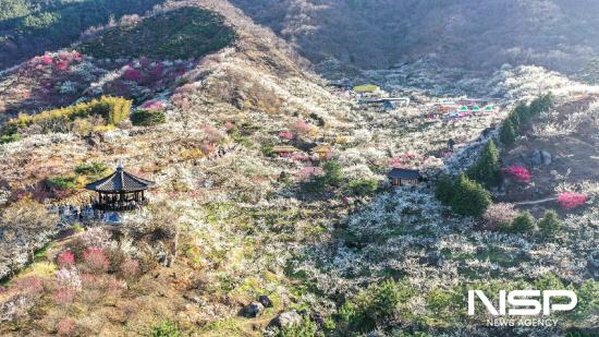NSP통신-광양매화축제 전경 (사진 = 광양시청)