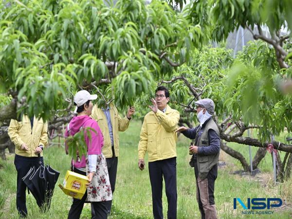 NSP통신-영덕군은 지역 과수산업의 성장을 도모하고 농가의 소득 증가에 이바지하기 위해 전년 대비 2억 5000만 원을 증액한 31억 원을 투입해 총 19부문의 과수산업 육성 사업을 시행한다. (사진 = 영덕군)