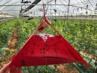 [NSP PHOTO]나주시, 토마토 뿔나방 조기 예찰 및 즉시 방제 당부