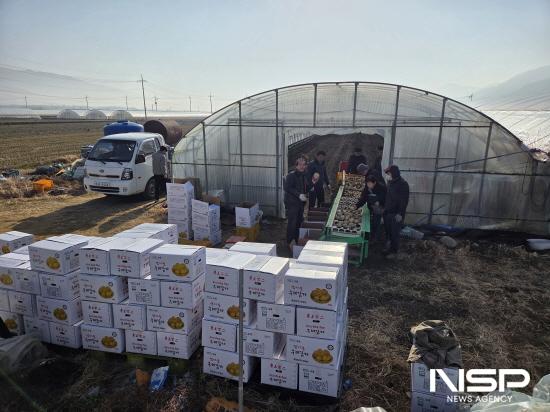 NSP통신-통일감자 수확 현장 컨설팅 (사진 = 구례군청)