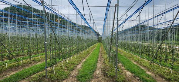 NSP통신-예천군농업기술센터 다양한 농촌지도사업으로 농업혁신 선도, 스마트 농업·지역 전략작목 육성과 농업인 교육 및 농작업 안전 지원 강화 (사진 = 예천군)