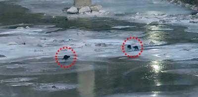 [NSP PHOTO]영풍 석포제련소 인근 하천서 수달 3마리 포착낙동강 최상류 수환경 개선 신호