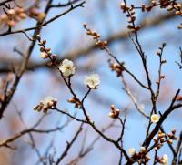 [NSP PHOTO]광양시, 봄의 신호탄 톡톡... 소학정 매화 전국 첫 개화