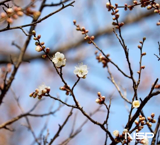 NSP통신-광양 소학정 매화 개화 (사진 = 광양시청)