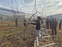 [NSP PHOTO]나주시, 우리품종 나주배 전정단 3기 교육생 30명 모집