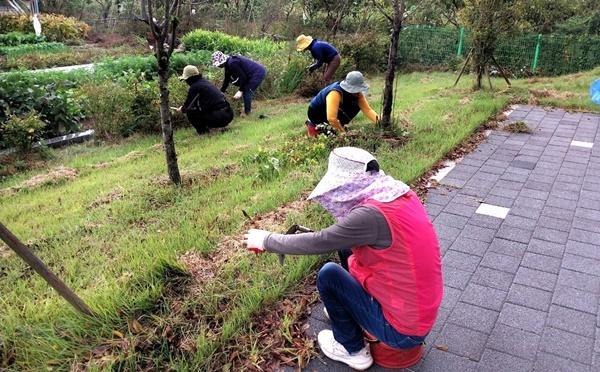 NSP통신-나주시 공공근로사업 참여자들이 풀 메기 작업을 하고 있다. (사진 = 나주시)