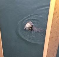 [NSP PHOTO]군포 반월호수에 천연기념물 수달 출현…생태계 복원 신호