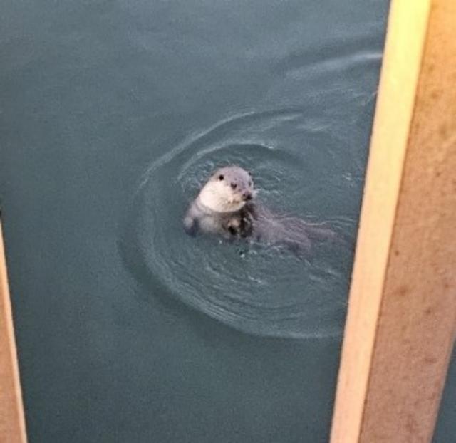 NSP통신-반월호수에서 발견된 수달 모습. (사진 = 군포시)