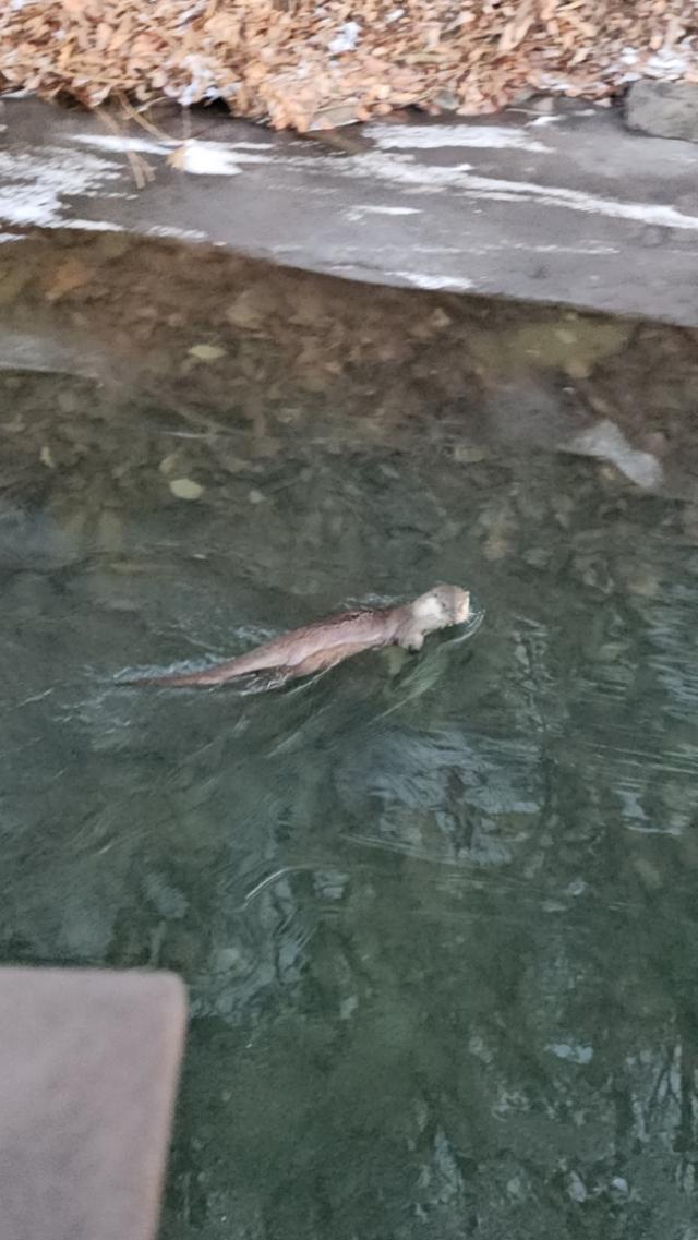 NSP통신-반월호수에서 발견된 수달 모습. (사진 = 군포시)