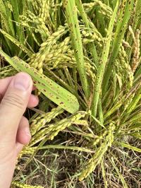 [NSP PHOTO]강진군, 벼 깨씨무늬병 예방 대응체계 강화