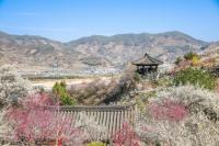 [NSP PHOTO]제25회 광양매화축제, 베이커리·디저트류 판매 참여자 모집