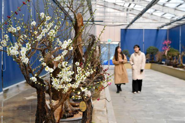 [NSP PHOTO]영주시, 한국선비매화공원 봄맞이 매화 전시회 개최