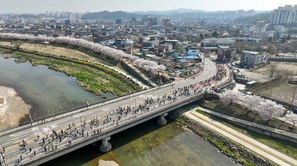 NSP통신-소백산 자락의 맑은 공기와 어우러진 분홍빛 풍경은 풀코스 주자뿐 아니라 가족, 연인과 함께 참여하는 5km·10km 참가자들에게도 봄날의 감동을 더할 예정이다. (사진 = 영주시)