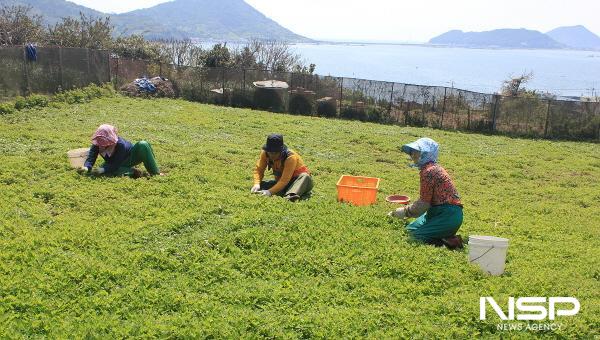 NSP통신-여수지역 특산품인 거문도 해풍쑥이 2월 중순부터 본격적으로 출하한다. (사진 = 여수시)