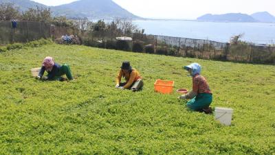 [NSP PHOTO]여수시 거문도 해풍쑥 봄 향기 담아 2월 중순 출하