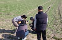 [NSP PHOTO]장흥군, 봄철 맥류 생육재생기 재배관리 철저 당부