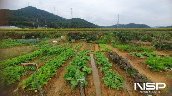 NSP통신-도시민 주말농장 (= 광양시청)