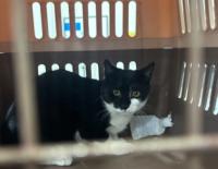 [NSP PHOTO]광명시, 올해 길고양이 500마리 중성화…주민 불편 완화