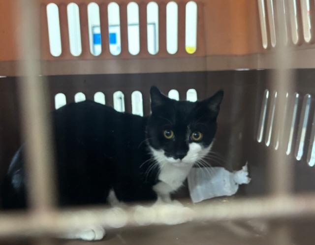 NSP통신-중성화 수술을 위해 포획된 길고양이. (사진 = 광명시)