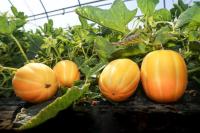 [NSP PHOTO]예천군, 고당도 예천참외 본격 출하 시작