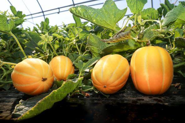 [NSP PHOTO]예천군, 고당도 예천참외 본격 출하 시작