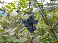 [NSP PHOTO]곡성군, 올 해 첫 블루베리 수확