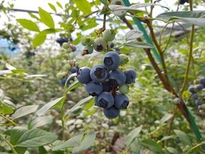 NSP통신- (사진 = 곡성군)