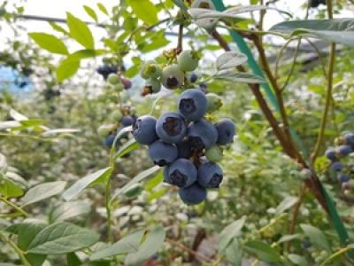 [NSP NEWS Image]곡성군 올 해 첫 블루베리 수확