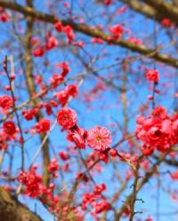 [NSP PHOTO]구례 섬진강수달생태공원, 홍매화 개화·수달 3마리 추가 입식