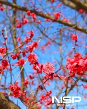 NSP통신-섬진강수달생태공원 홍매화 개화 (사진 = 구례군청)