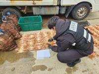 [NSP PHOTO]포항해경, 암컷 대게 보관한 60대 유통업자 적발