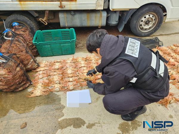 NSP통신-포항해양경찰서는 지난 2월 28일 포획이 금지된 암컷 대게 2106마리를 불법으로 소지·보관한 수산물 유통업자 A씨(60대)를 수산자원관리법 위반 혐의로 적발했다고 밝혔다. (사진 = 포항 해양경찰서)
