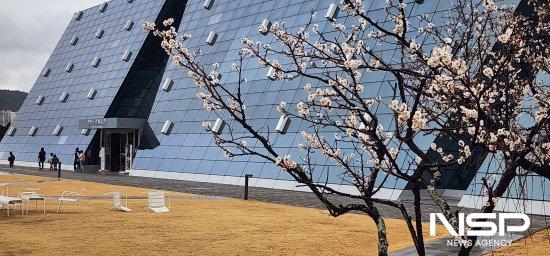 NSP통신-전남도립미술관 앞 고목 매화 개화 (사진 = 광양시청)