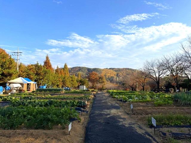 NSP통신-안성시 도시농업공동체 공공텃밭. (사진 = 안성시)