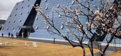 [NSP PHOTO]광양시 원도심 전남도립미술관 앞 고목 매화 꽃피어