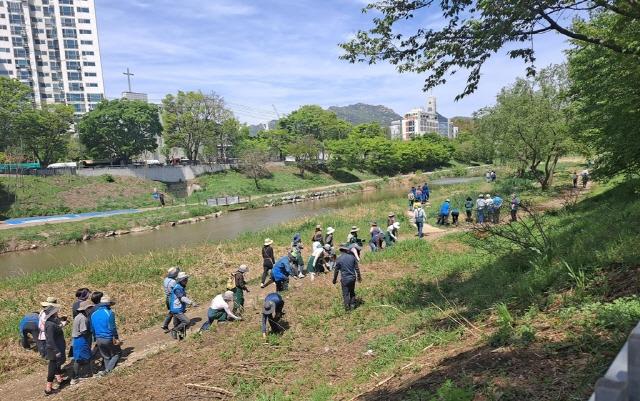 NSP통신-2025년 시민참여형 생태계 교란식물 제거활동 모습 사진 안양시