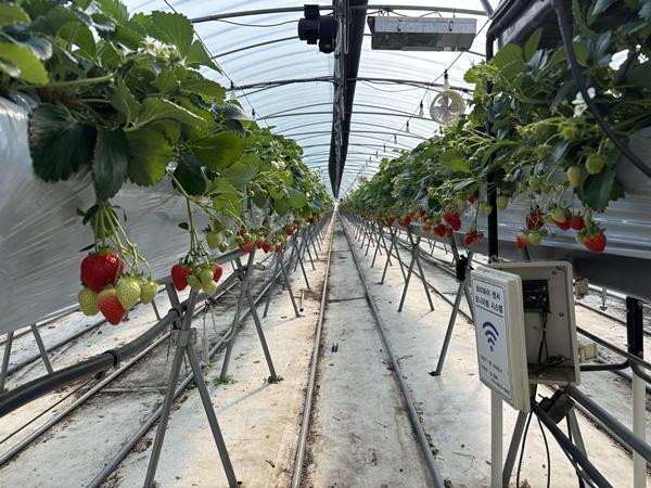 NSP통신-금실 딸기 재배 하우스 시설 사진 곡성군