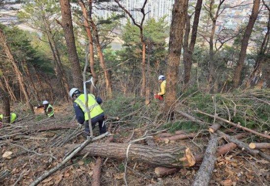 NSP통신-잡목 제거 사진 광양시청