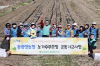 [NSP PHOTO]동광양농협 농가주부모임 공동기금사업 감자 심기 구슬땀