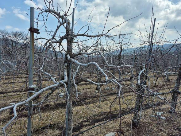 NSP통신-봉화군 2026년 가업승계 우수농업인 정착지원 도 공모사업 선정, 저온저장고 개보수 및 체험학습장신축에 도비 등 사업비 5천만원 확보 (사진 = 봉화군)