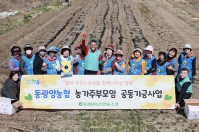 [NSP PHOTO]동광양농협 농가주부모임 공동기금사업 감자 심기 구슬땀